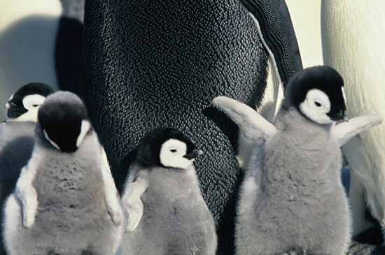I pinguini vivono in realtà solo nell' emisfero australe gli orsi nell'artico